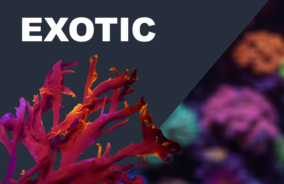 EXOTIC 1